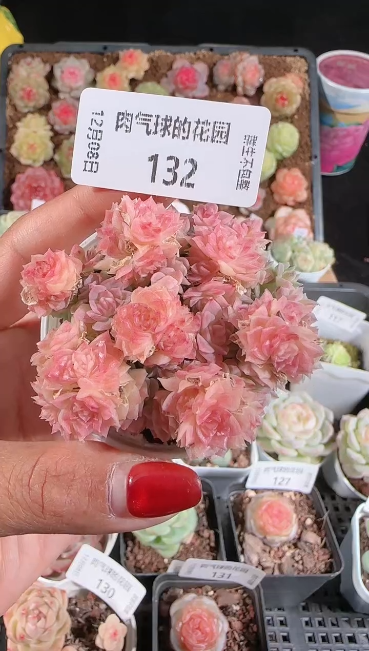 1208-132多肉群生不包整