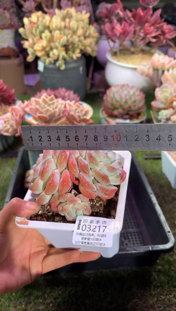 【闪购商品】03217