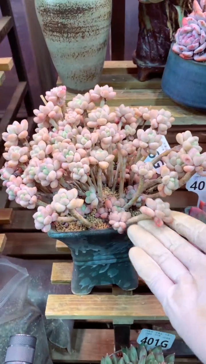 406G（一物一拍，精品多肉，w所见即所得 ）