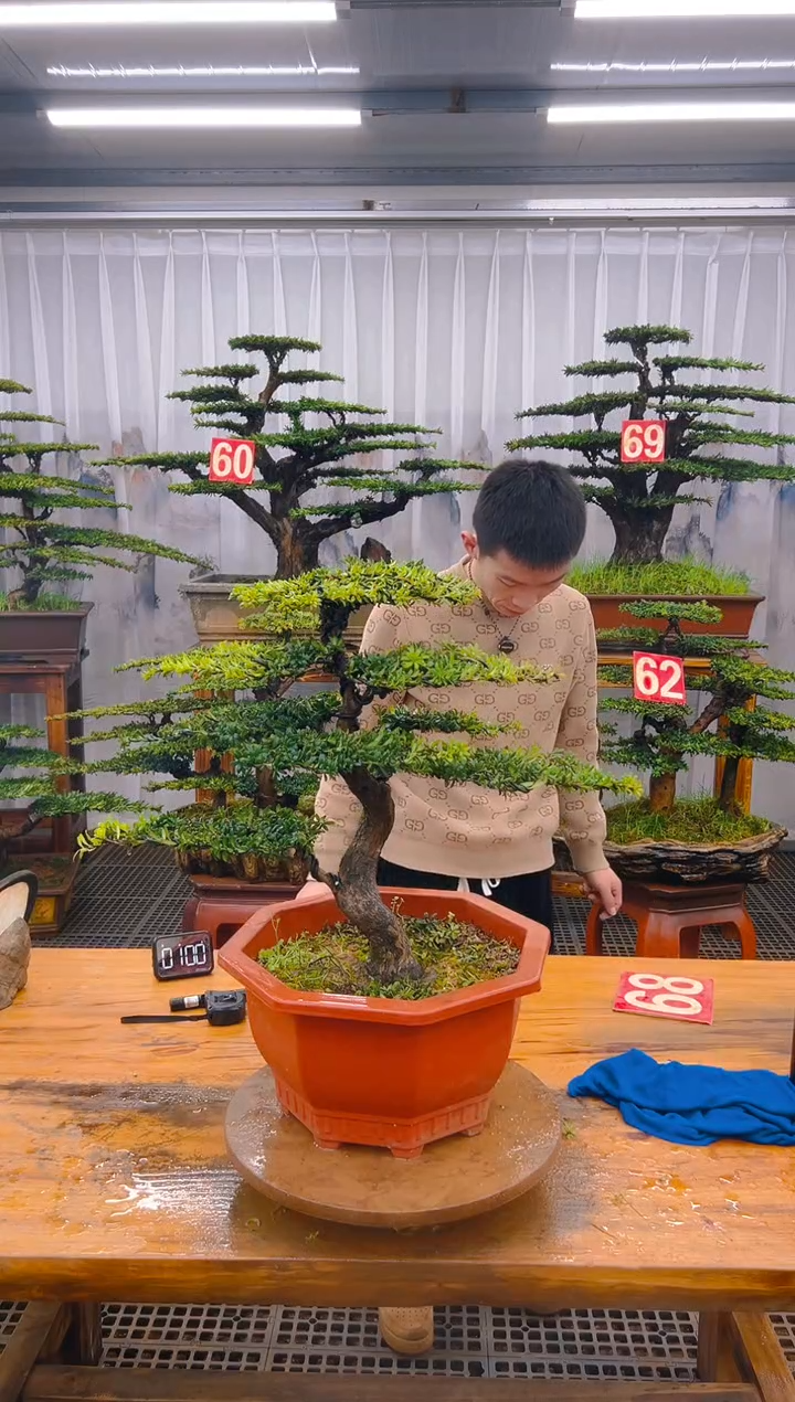 【闪购商品】紫砂精品盆景直播间一物一拍