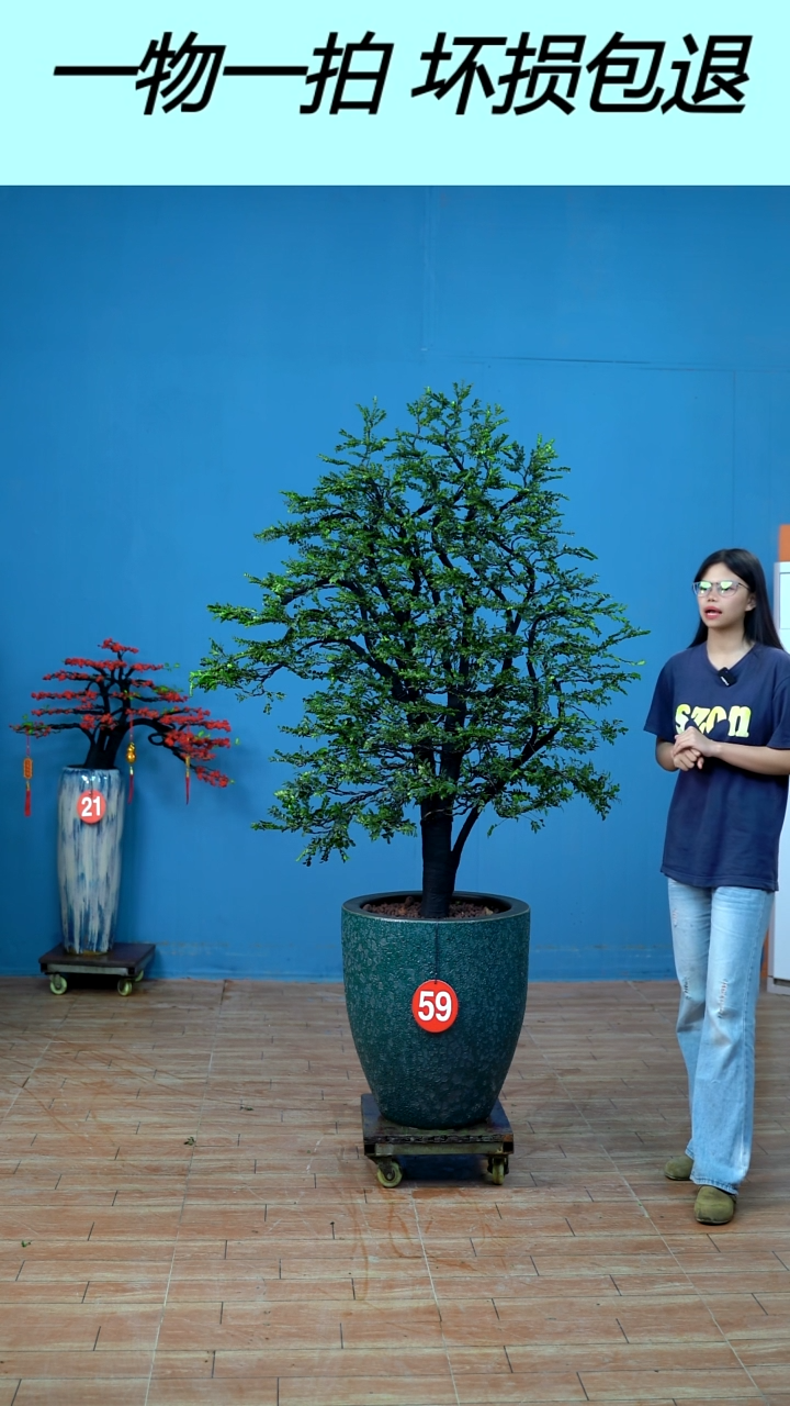 无花朵广东小叶紫檀