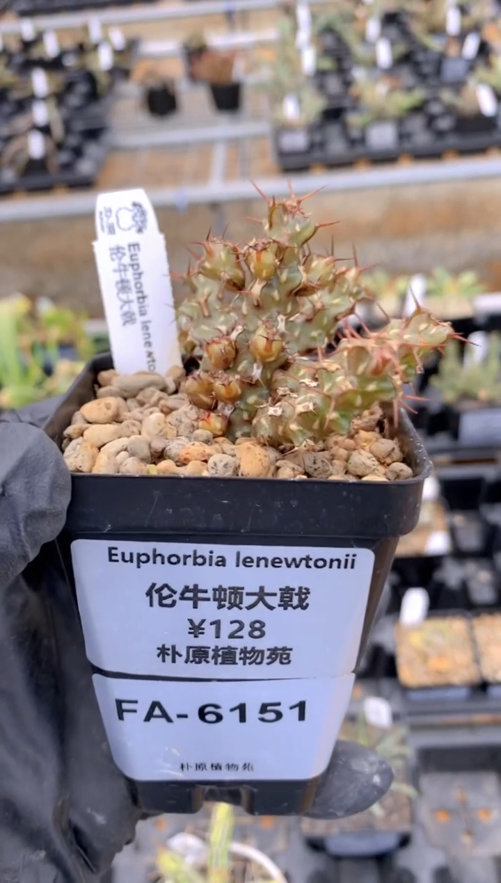 【闪购商品】伦牛顿大戟FA-6151