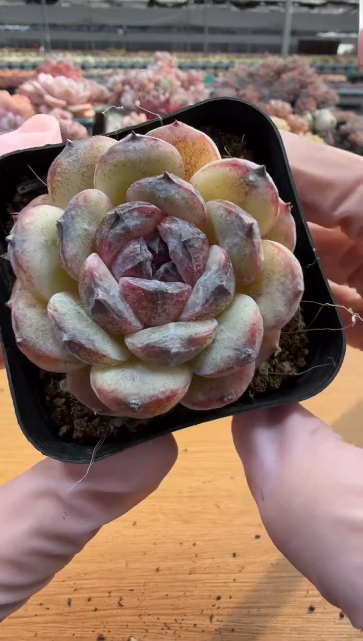 东云多肉园三店-11