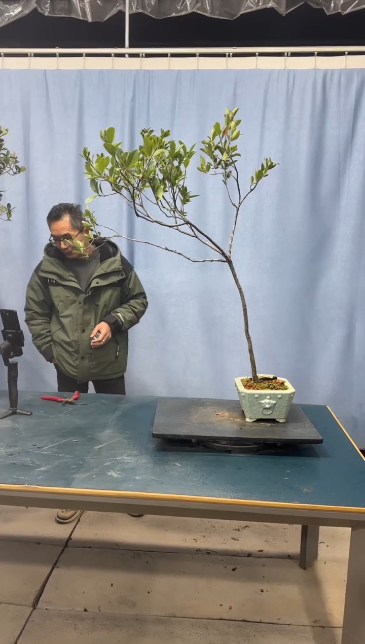 【闪购商品】盆景春花