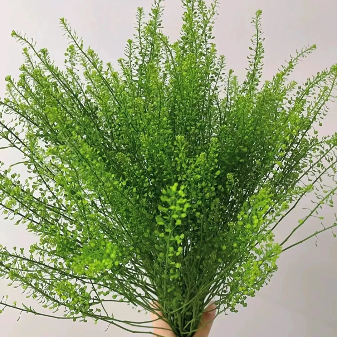 【只发新疆】绿铃草一把