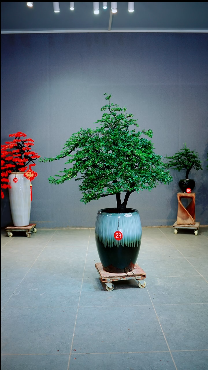 当前无花朵，栽培后可花朵冬*拉一物一拍 绿植