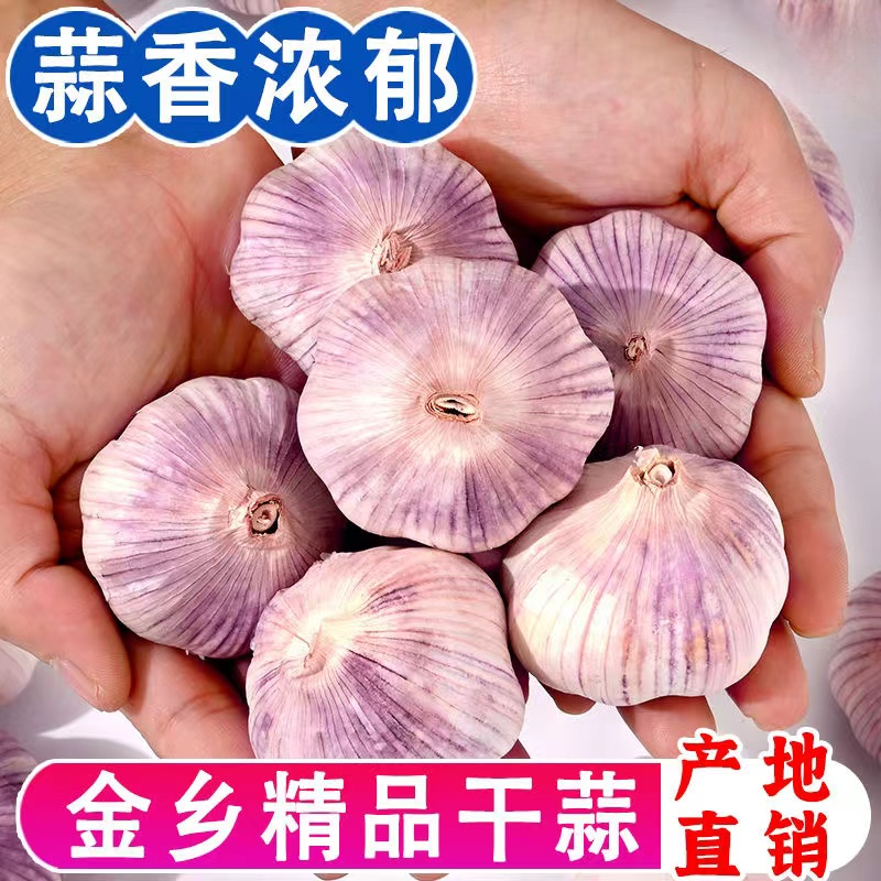 【可吃可种】山东金乡正宗紫白皮大蒜头干蒜紫皮大蒜子特级大蒜便宜