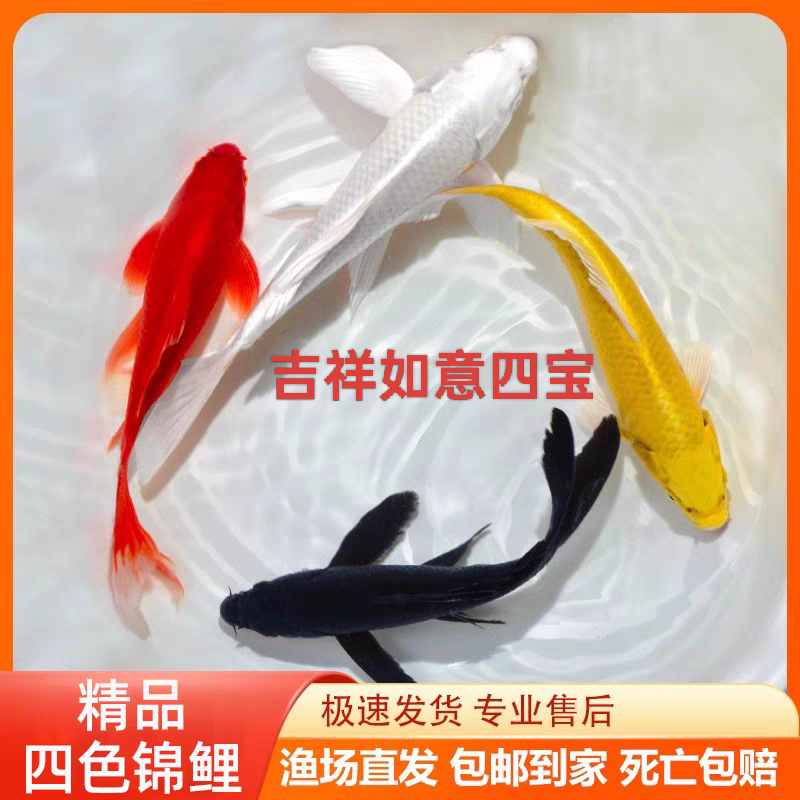 锦鲤观赏鱼鲤鱼耐活活体锦鲤冷水鱼养淡水鱼红白黄花黑鱼苗宠物鱼