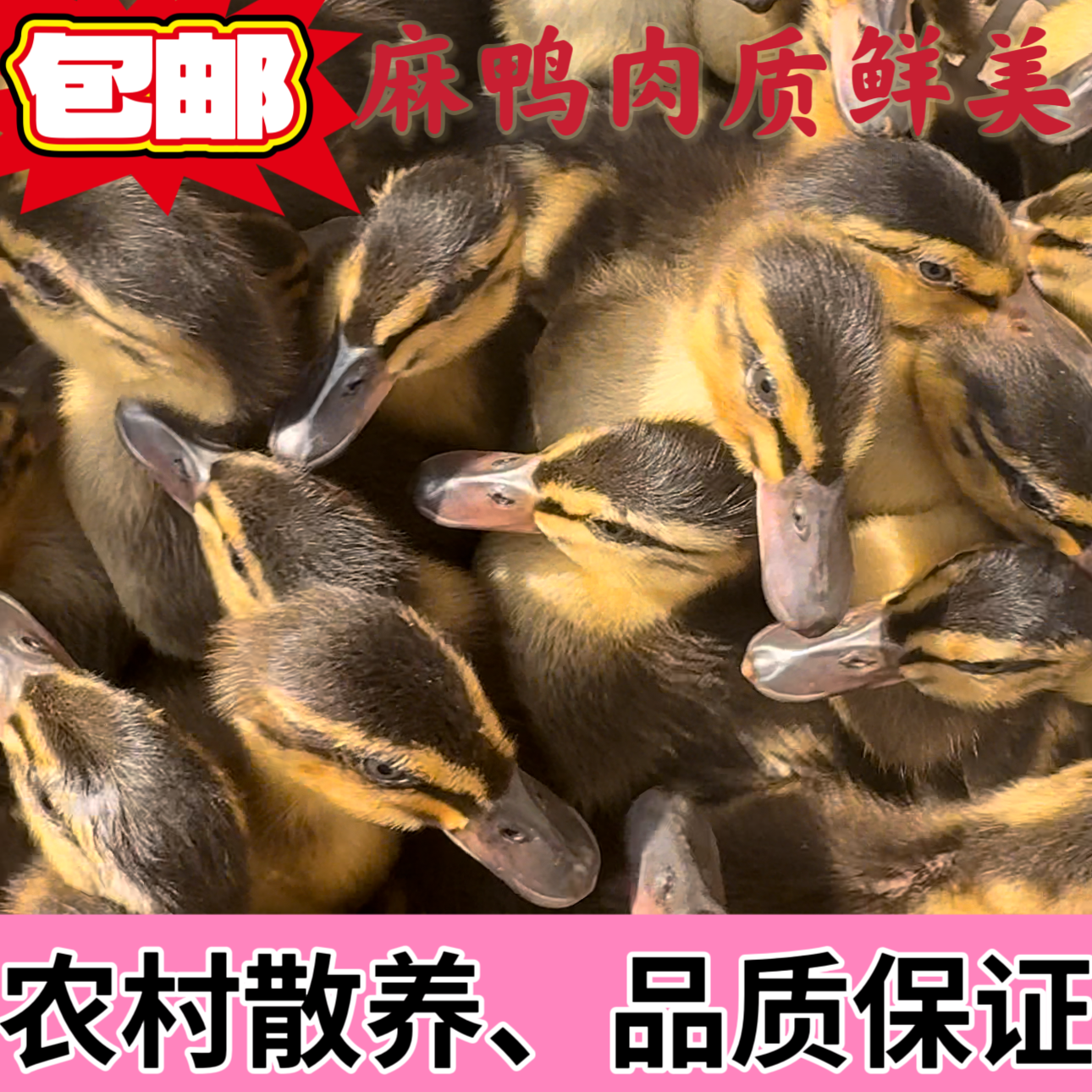 农村散养生态高产王绿壳蛋鸭麻鸭水鸭土鸭整只鸭香嫩肉质紧实鲜美