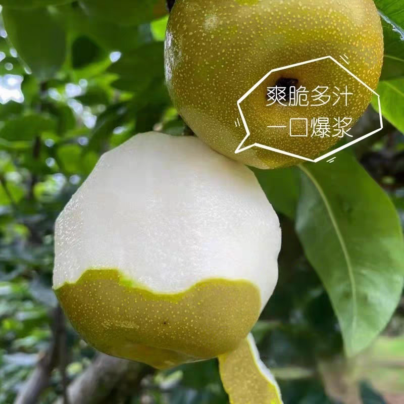 新鲜圆黄梨冰糖蜜梨甜脆多汁5斤