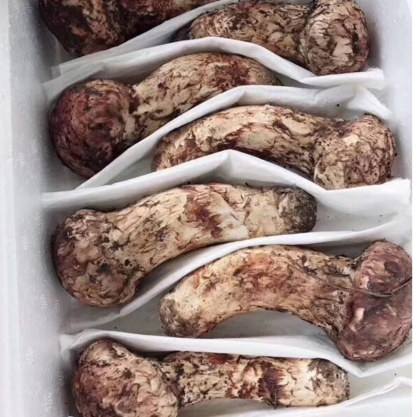 香格里拉精选鲜松茸10-12cm规格大份量1000g