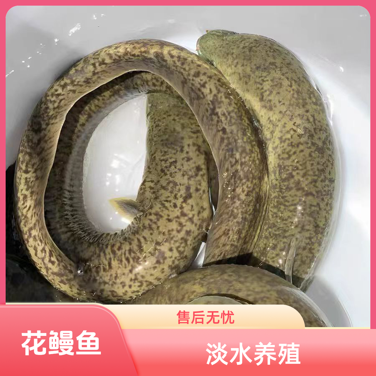 正宗花鳗鱼 花锦鳗 花锦鳝 金丝花鳗鱼鲜活发货 鱼塘养殖淡水鱼