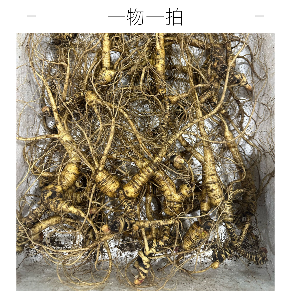 【直播链接】鲜人参长白山林下参籽参整枝野山参不支持退货