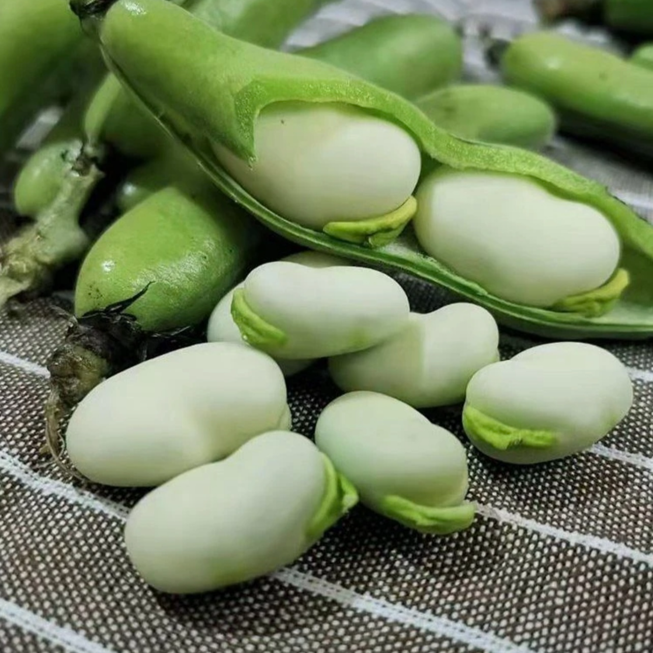 云南新鲜蚕豆露天种植胡豆带壳现摘现发产地直发大青豆