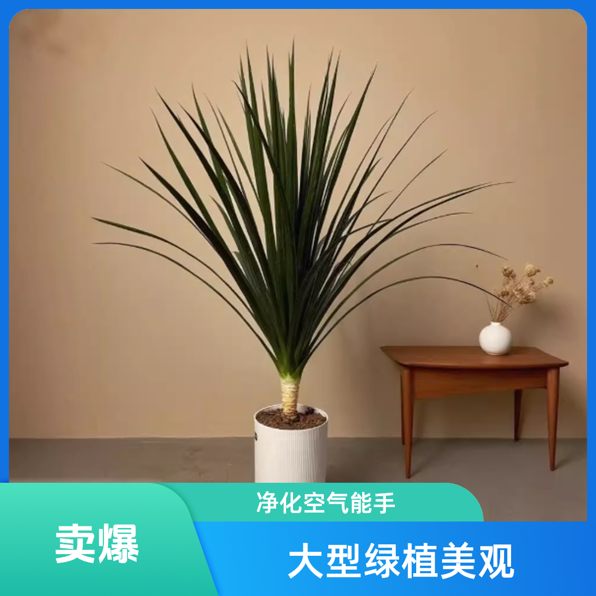 80cm - 90cm龙血树高档盆栽客厅阳台四季常绿好养活大型绿植