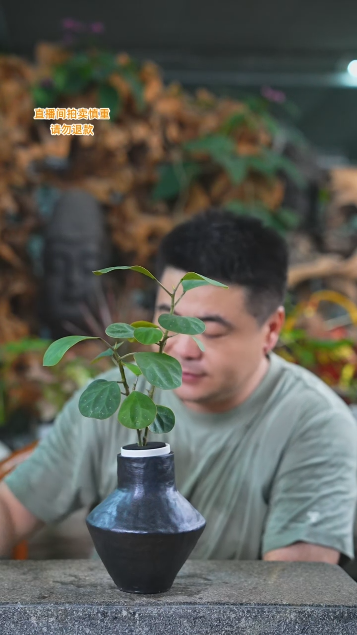 当前无花栽培后可以开花小盼菩提174+