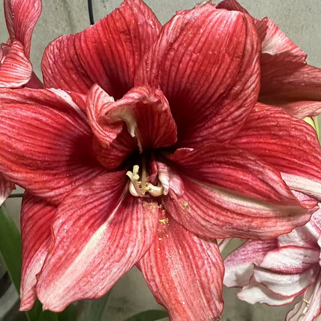 朱顶红 荣华富贵 种球包对版