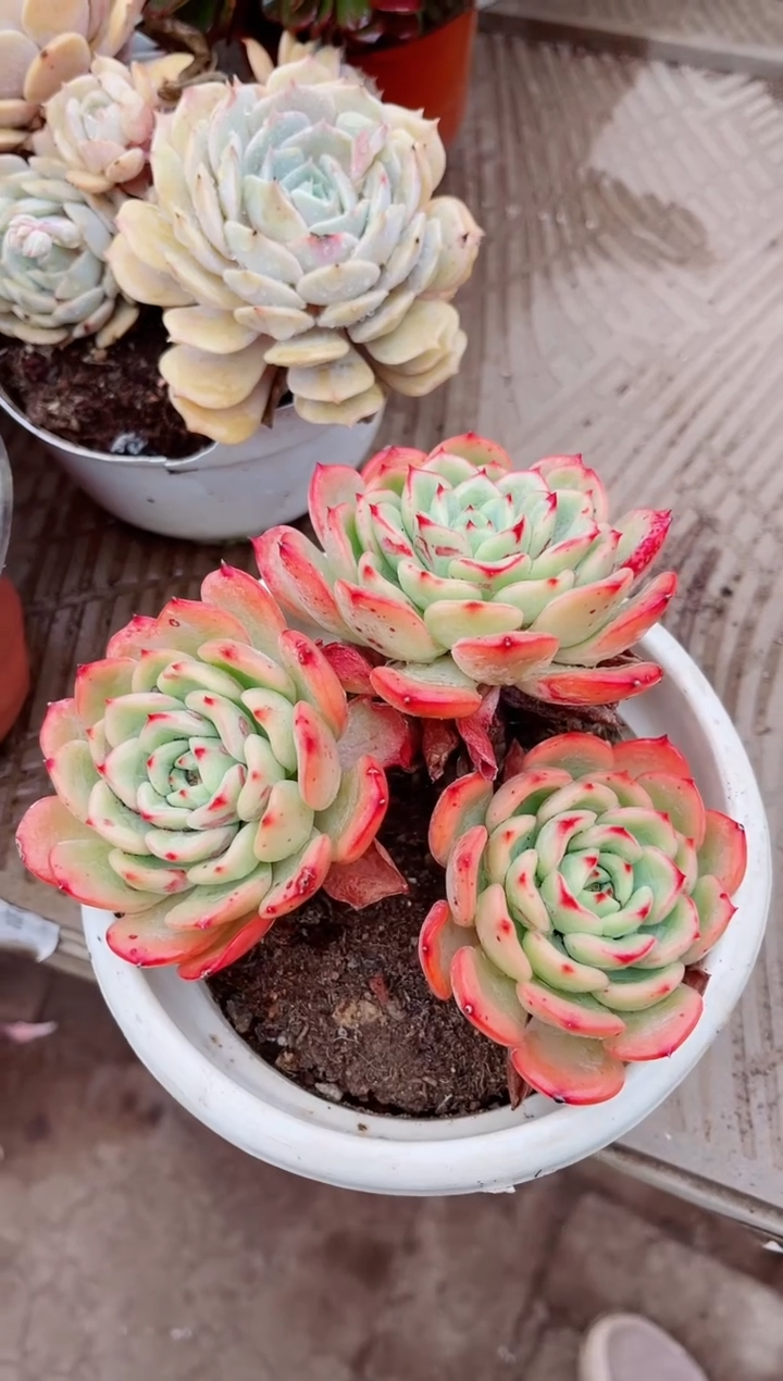 【闪购商品】07406