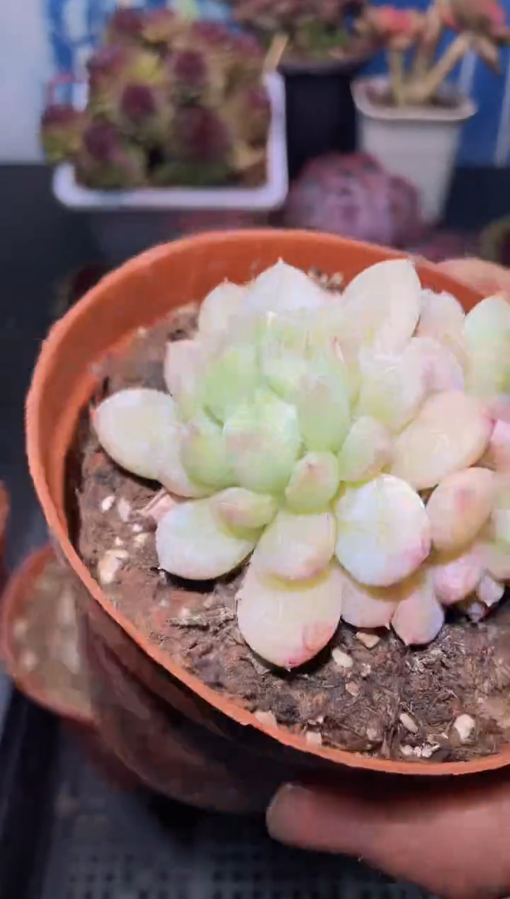 【闪购商品】331百达