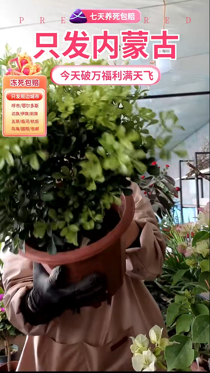 完全开放米兰盆栽大盆