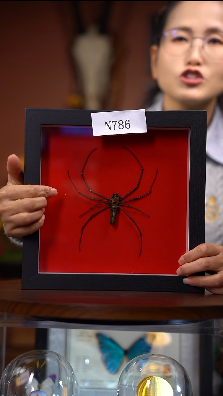 N786大木林蛛竞拍