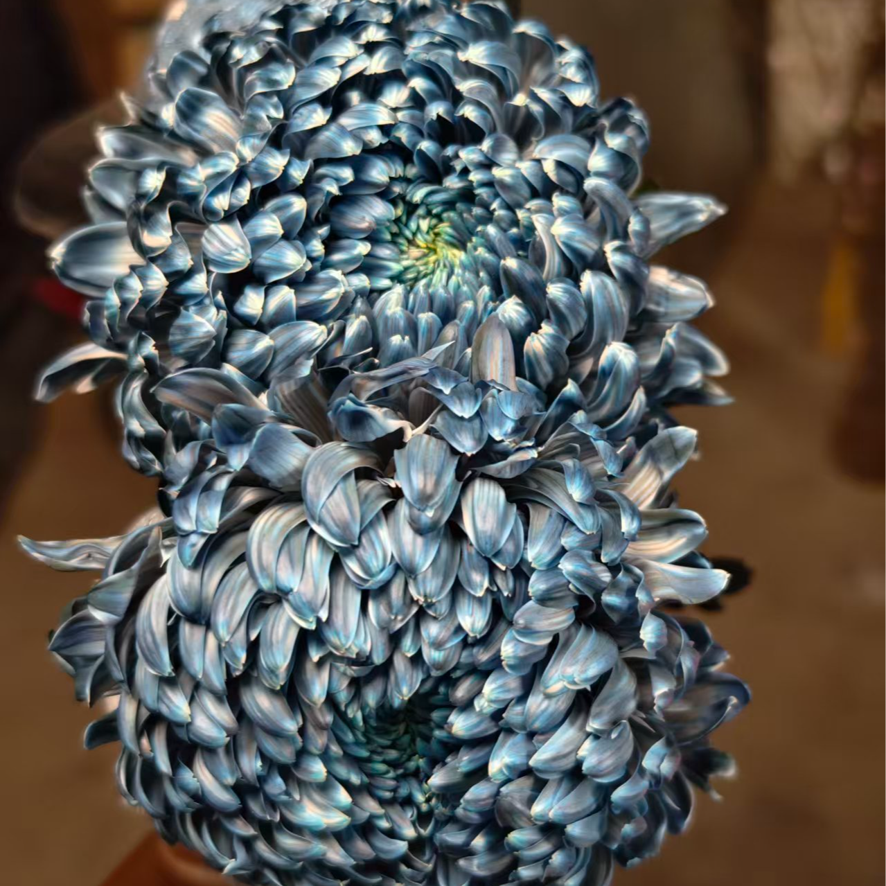 A级稀有银河牡丹菊5支