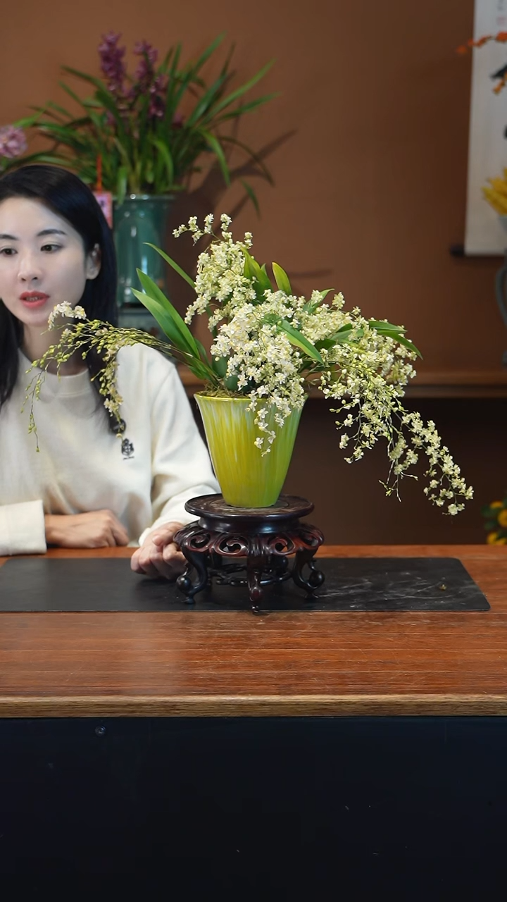 全部花朵鹅黄梦香盆景盆景盆景