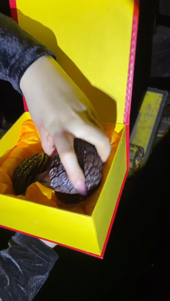 【闪购商品】木一一一一一一大龟