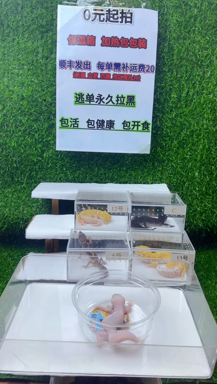 豹纹守宫豹纹守宫幼苗亚成体肥尾