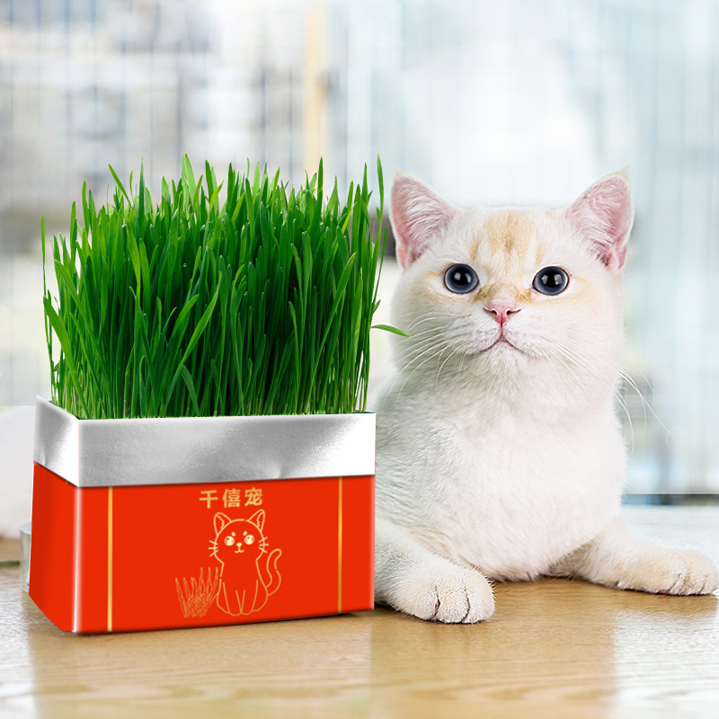若若专属猫草排毛优质小麦种子宠物懒人版猫咪猫咪叫声吸引猫神器