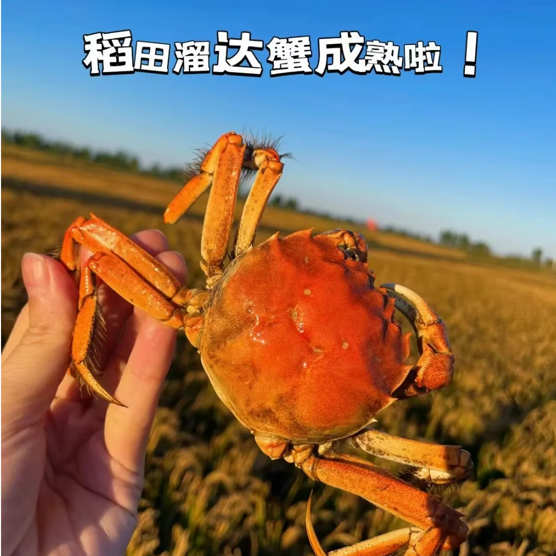【活蟹】盘锦稻田蟹（1.3-1两/只）母蟹 3斤 （25-30只）