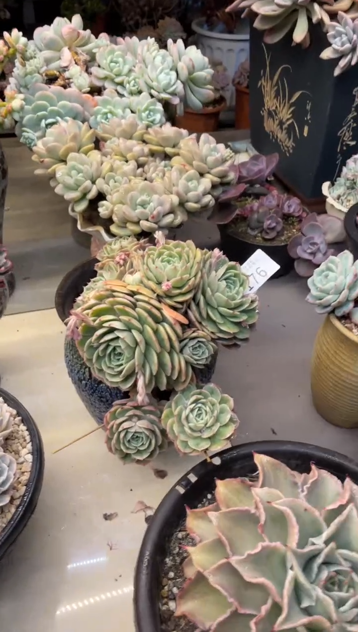 【闪购商品】176昂丝诺