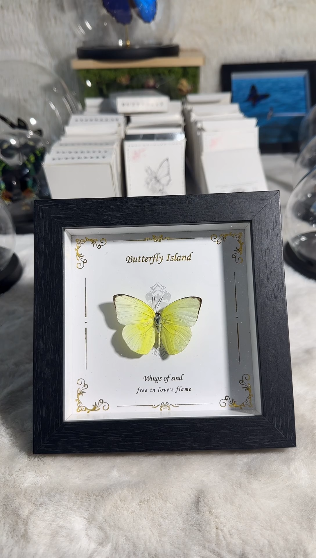 有机玻璃迁粉蝶精美蝴蝶