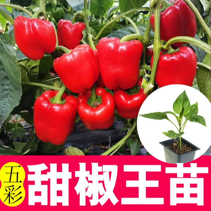 寿光水果甜椒苗子带土发货阳台庭院种植优质穴盘苗