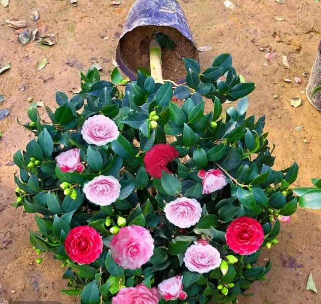 【加高加大70~90带花苞原培育盆】五色赤丹茶花盆栽带花苞室内外L