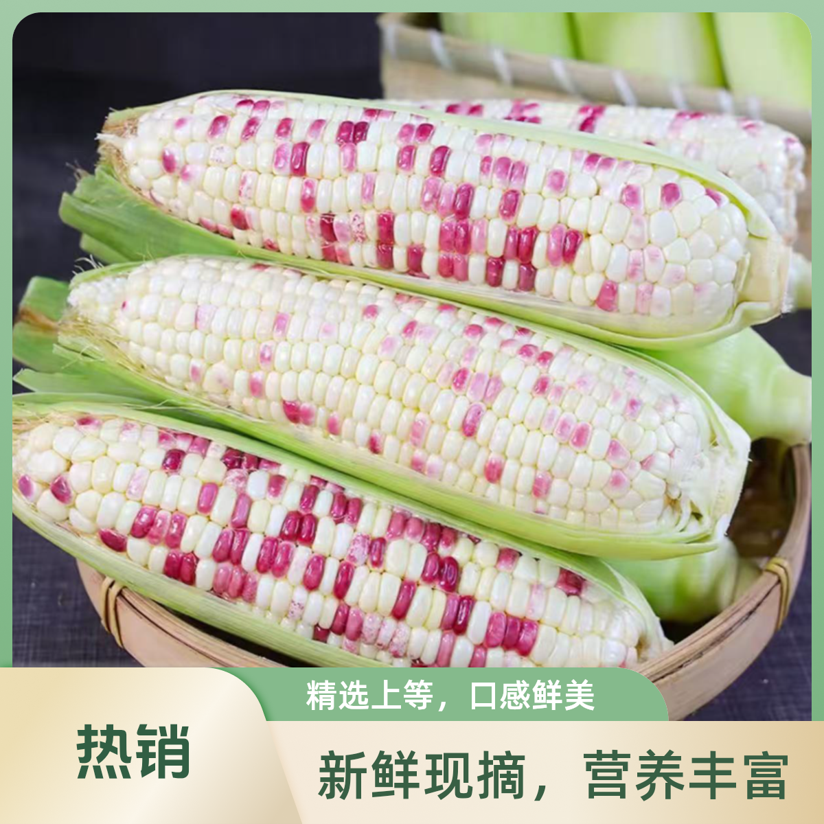 【花糯黏玉米】河北永清花糯黏玉米玉米现摘现发生吃爆浆4.5/9斤河北省