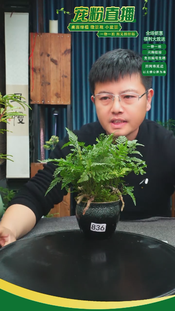 无花朵远*苔藓微景观836号