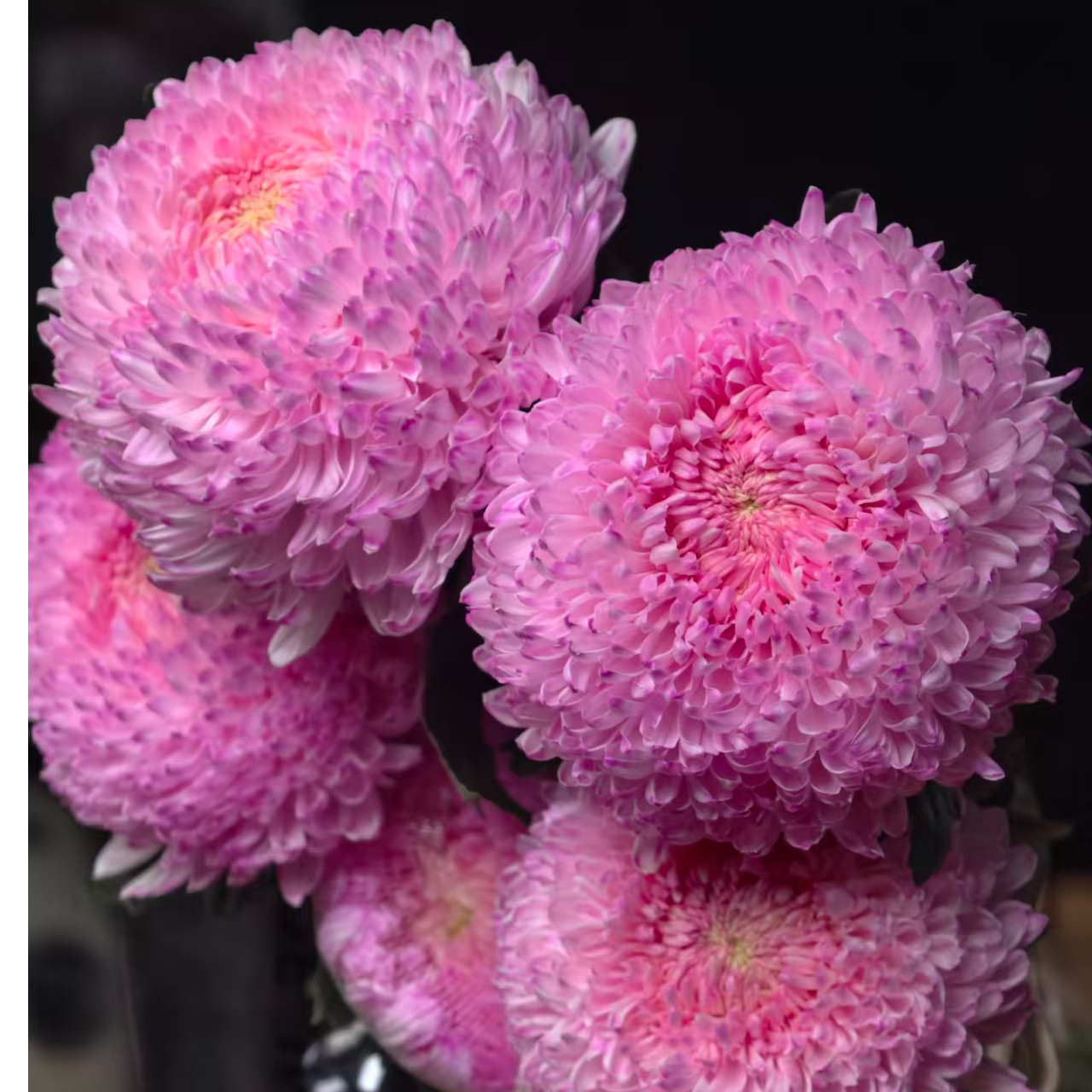 A级稀有梦幻浅粉牡丹菊5支 