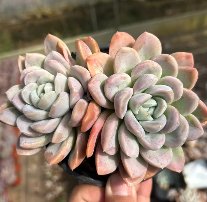 双头起粉冰玉   多肉