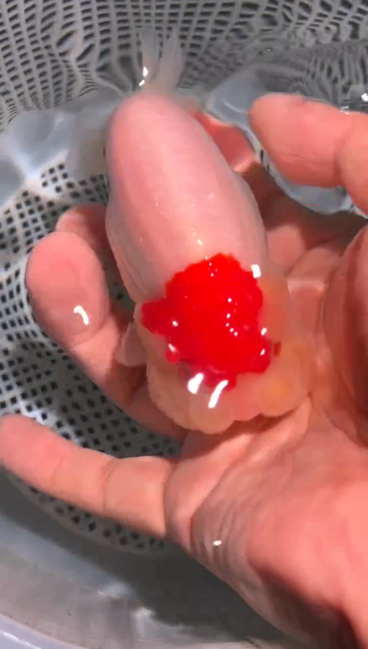 狮头鱼自****丶兰寿金鱼兰寿金鱼