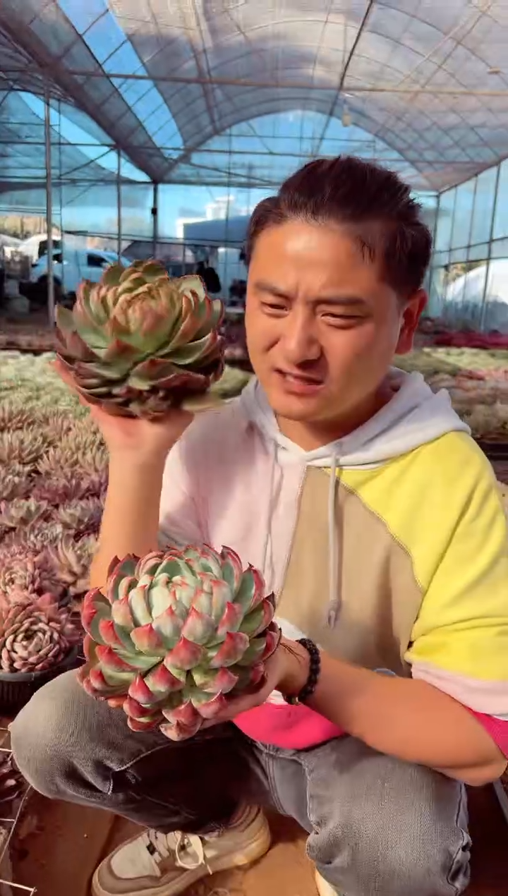 超大惊鸿仙子39.99