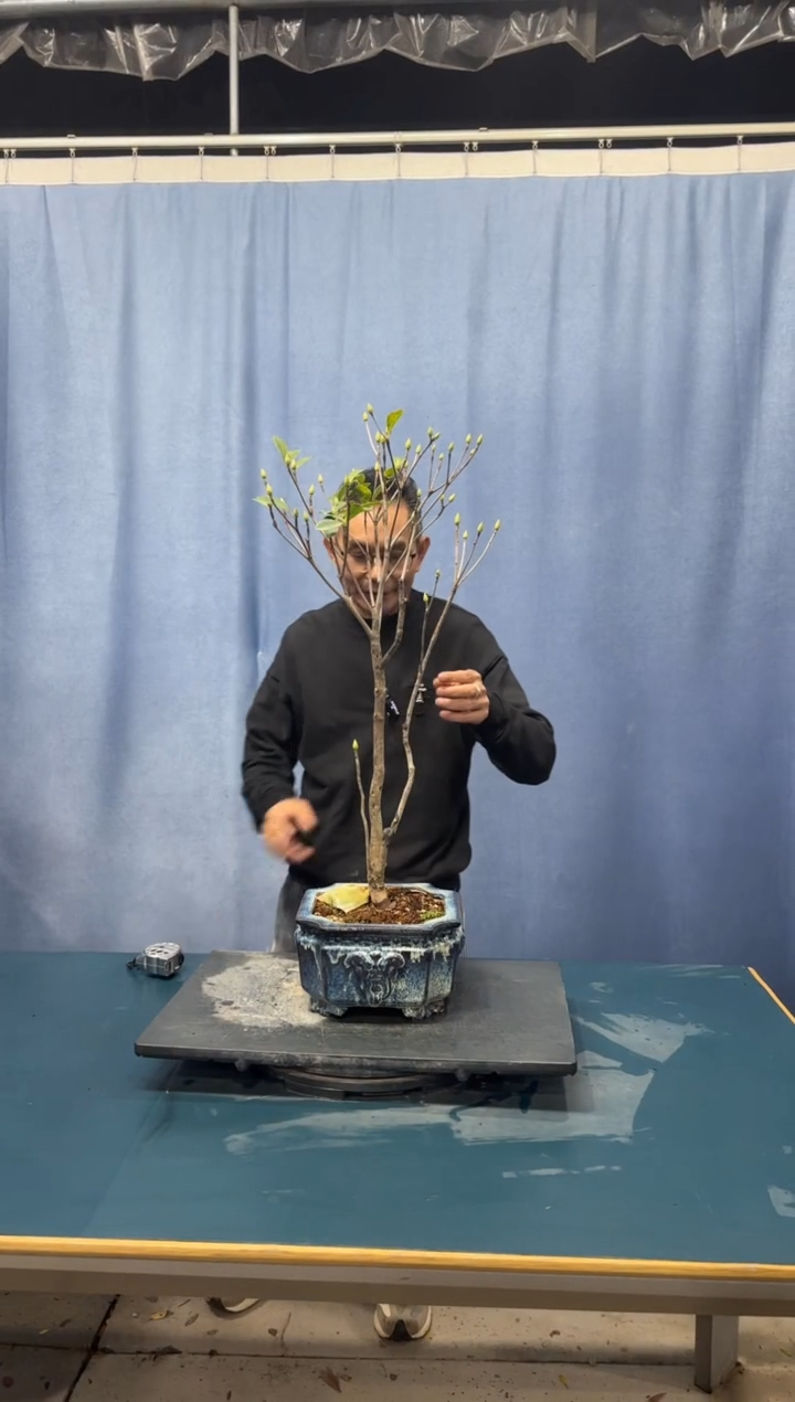 【闪购商品】盆景吊钟花