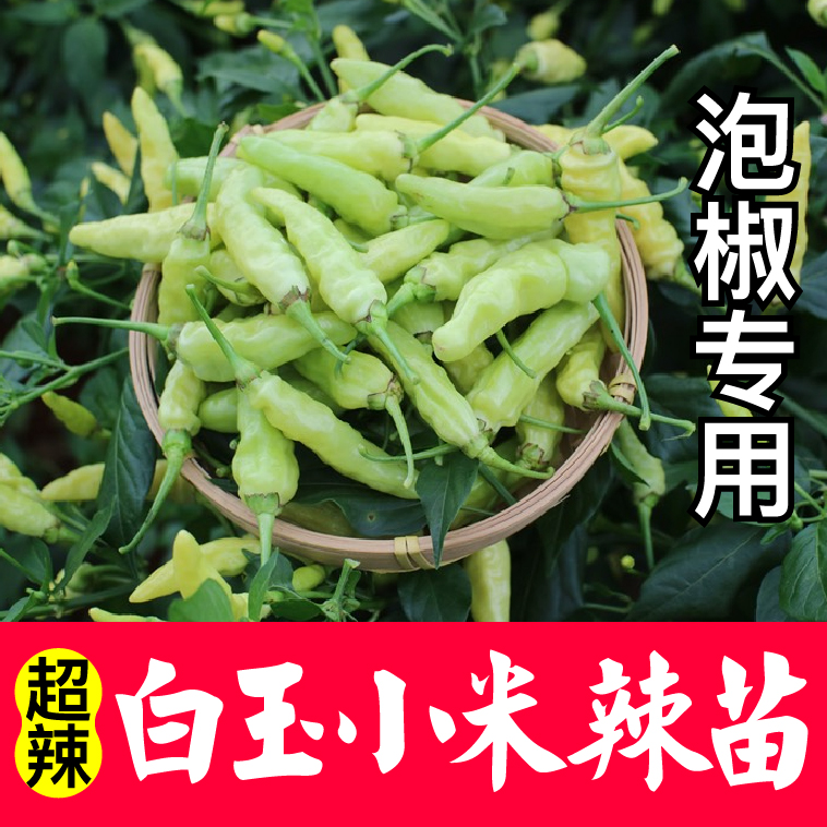 【辣椒苗】爆辣小米辣椒秧苗带土球高产簇生朝天椒超辣易种辣椒苗