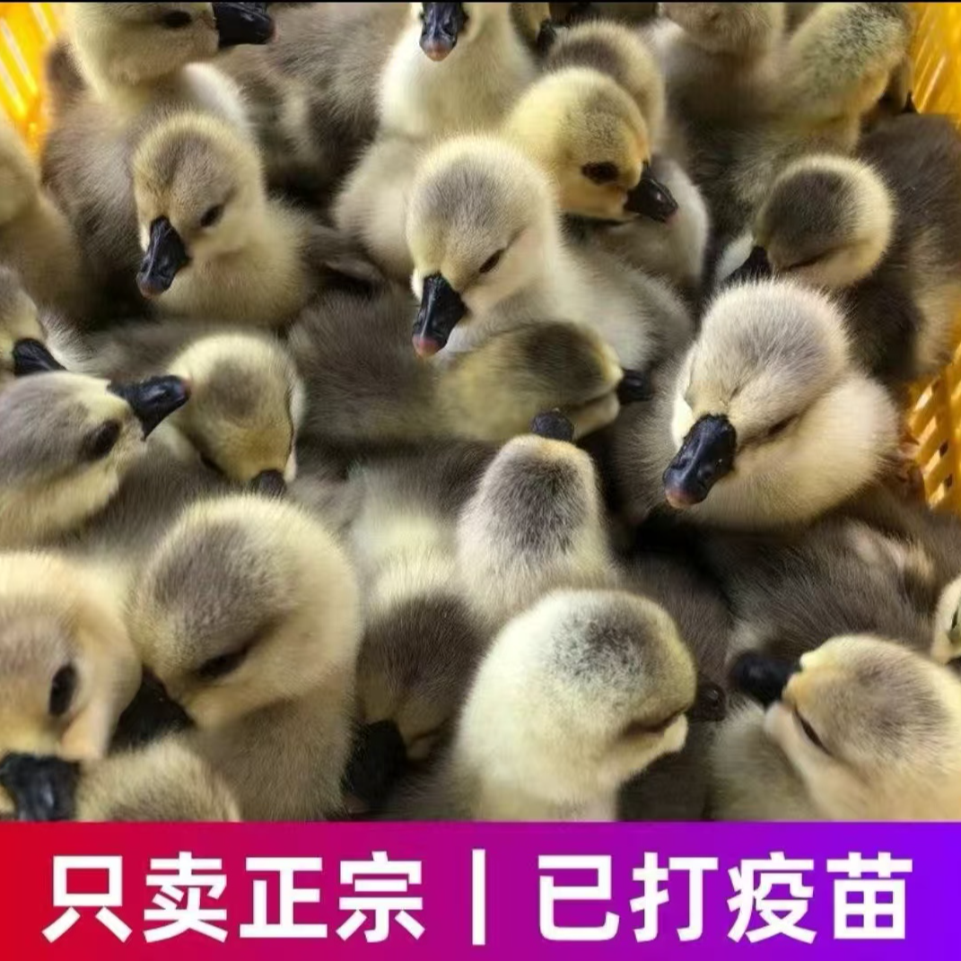 1号三两（左右）  （狮头）娥大品种顺丰速运包邮宠物禽类活体