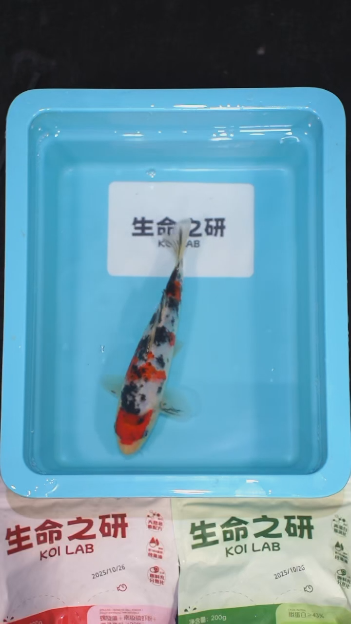 锦鲤血统大正锦鲤红白锦鲤丹顶红白丹顶三色