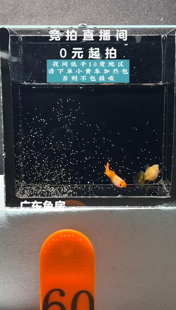 孔雀鱼红头皇家落日一对编号60