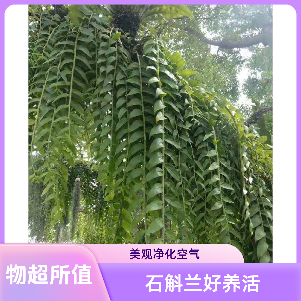 【天宫石斛连根带叶】天宫石斛兰花云南绿植可吃可观赏