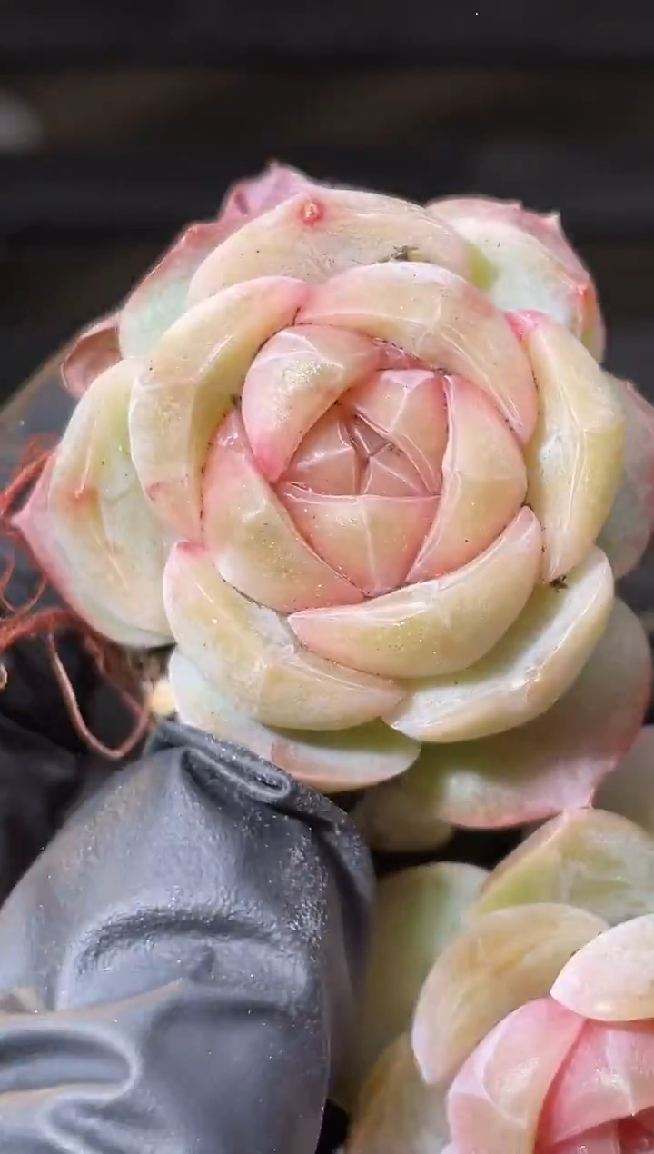 30-27 羽扇2-3厘米量拍发一颗