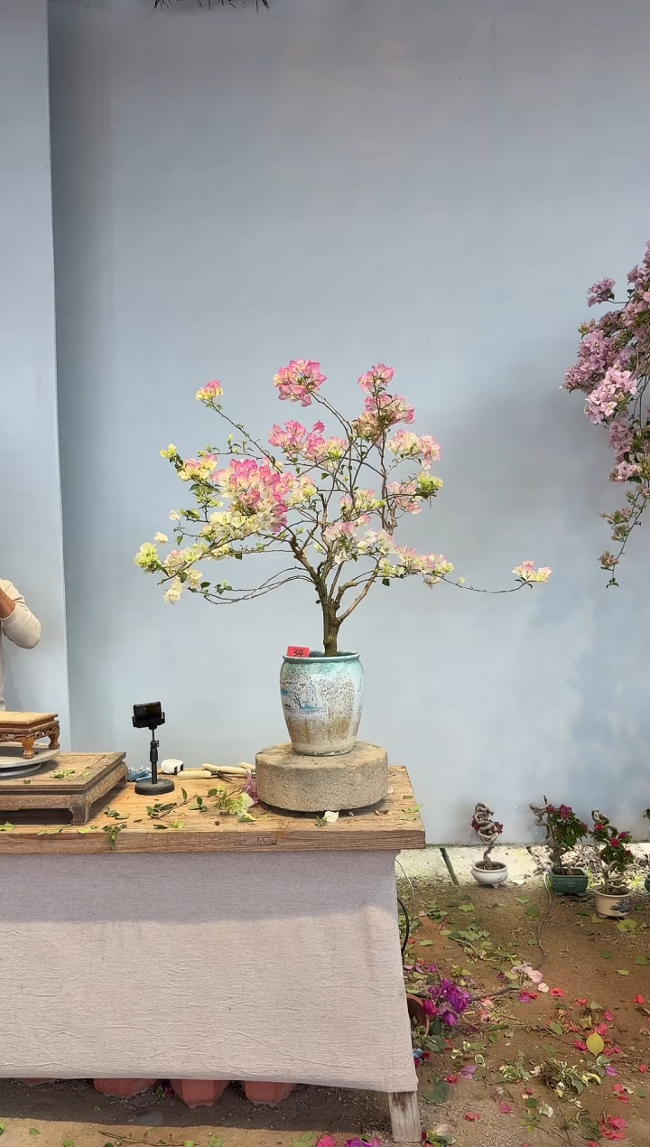 以实际为准小*遢三角梅34