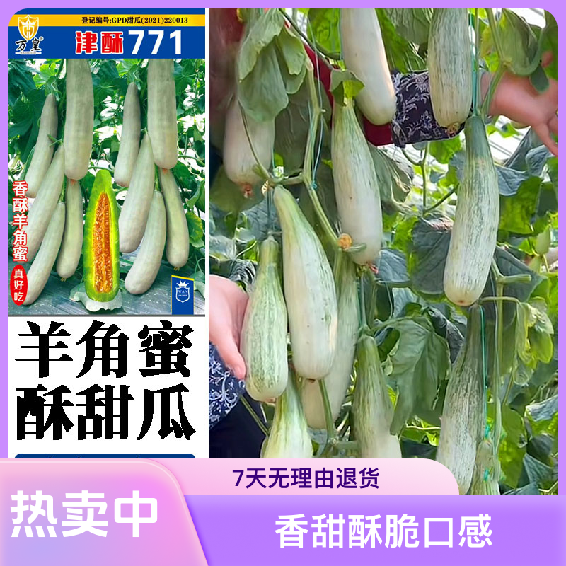 香酥羊角蜜甜瓜种子（津酥771）